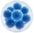 Stem Cell Culture Cytokines